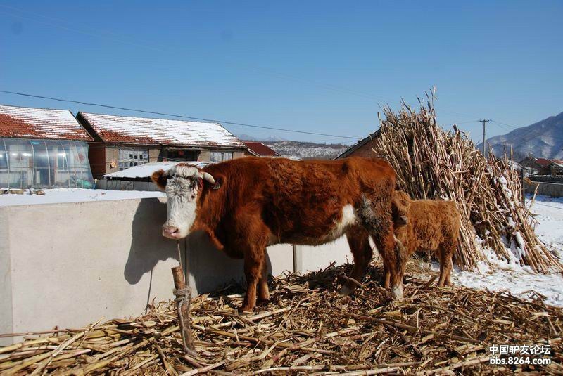 2牛牦大山一日穿越精彩回顾  本帖最后由 北陵-顺子 于 2013-3-4 11