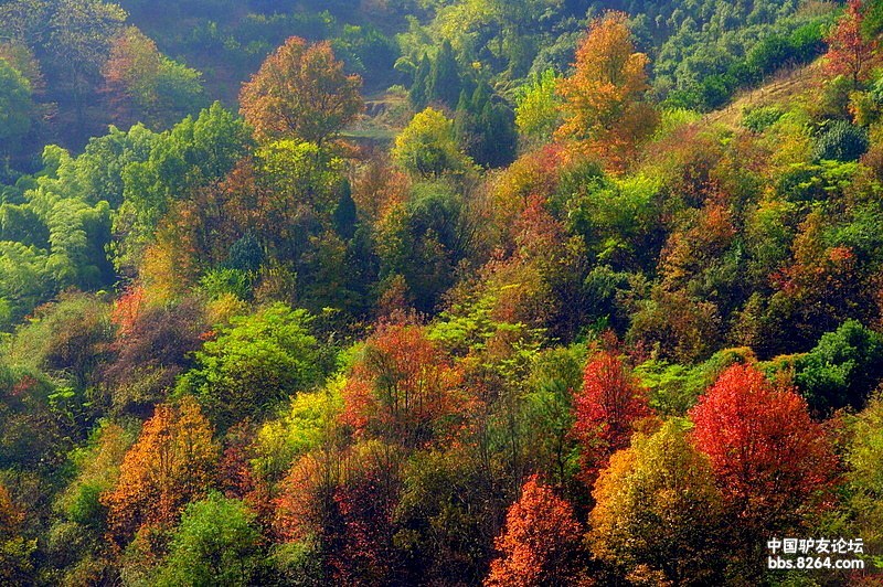 金华赤松山秋色