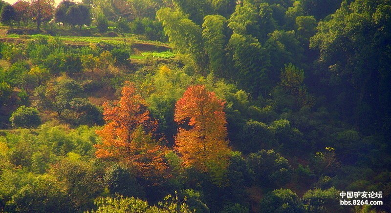 金华赤松山秋色