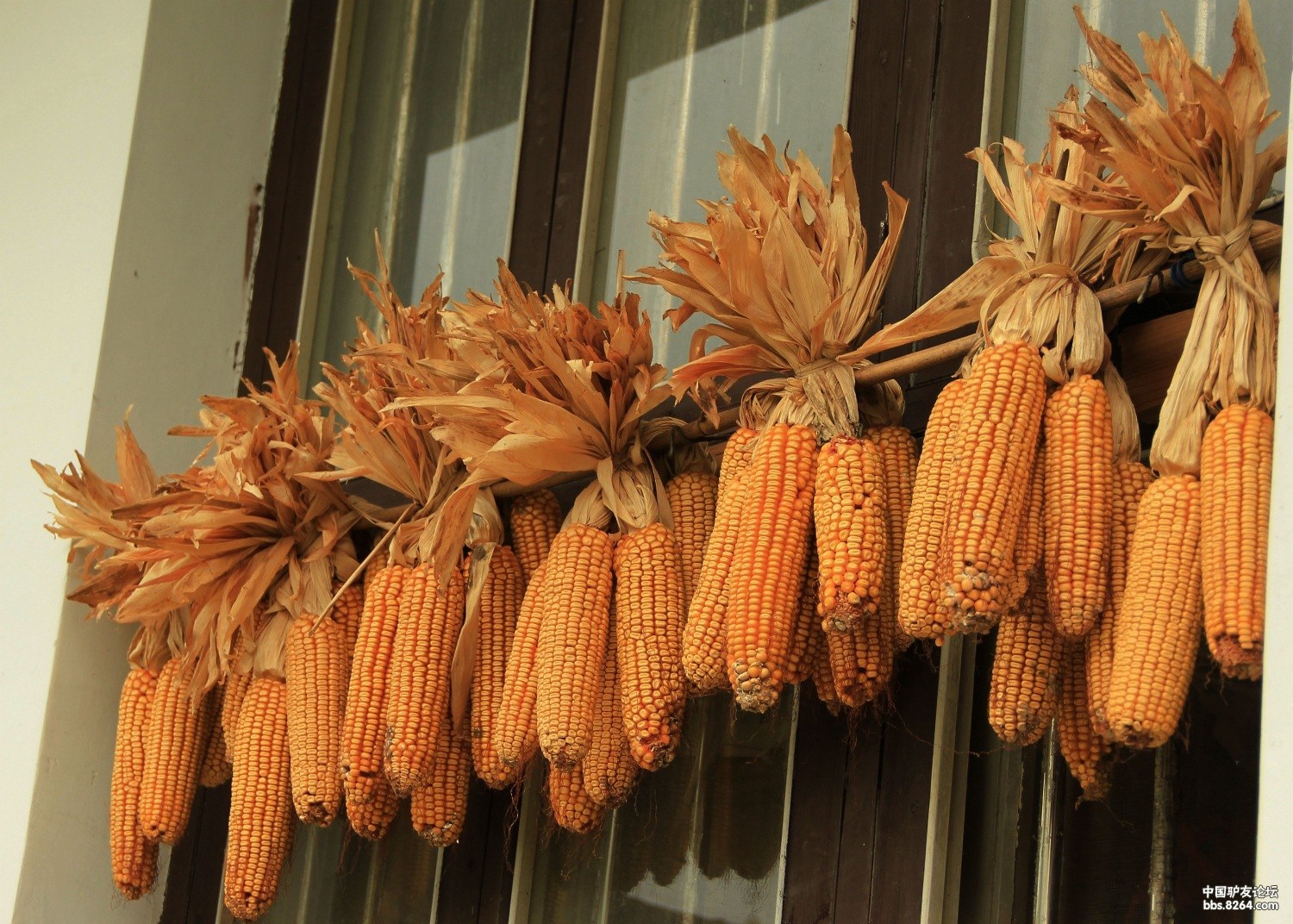玉米.jpg