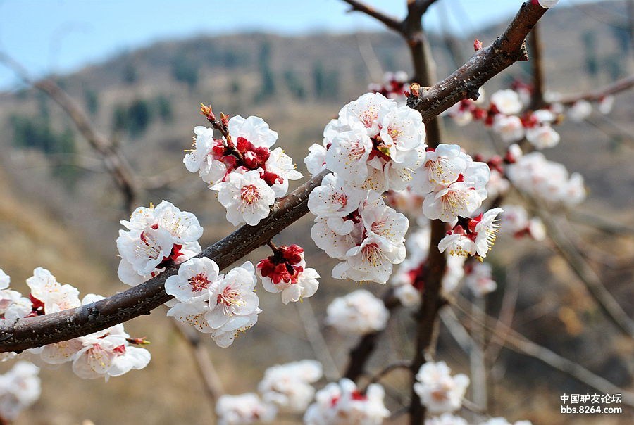 真实版[赏杏花长清张夏补交作业帖] - 第页 - □-s山东 - 户外资料网