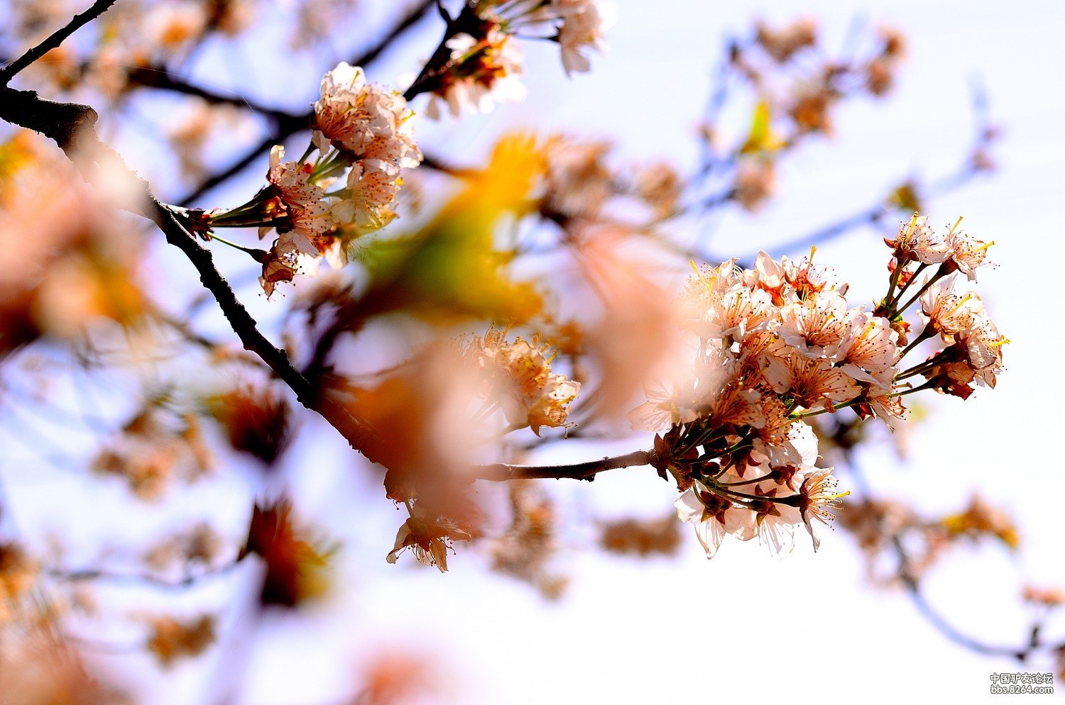 春季探花宜昌城区花景寻觅