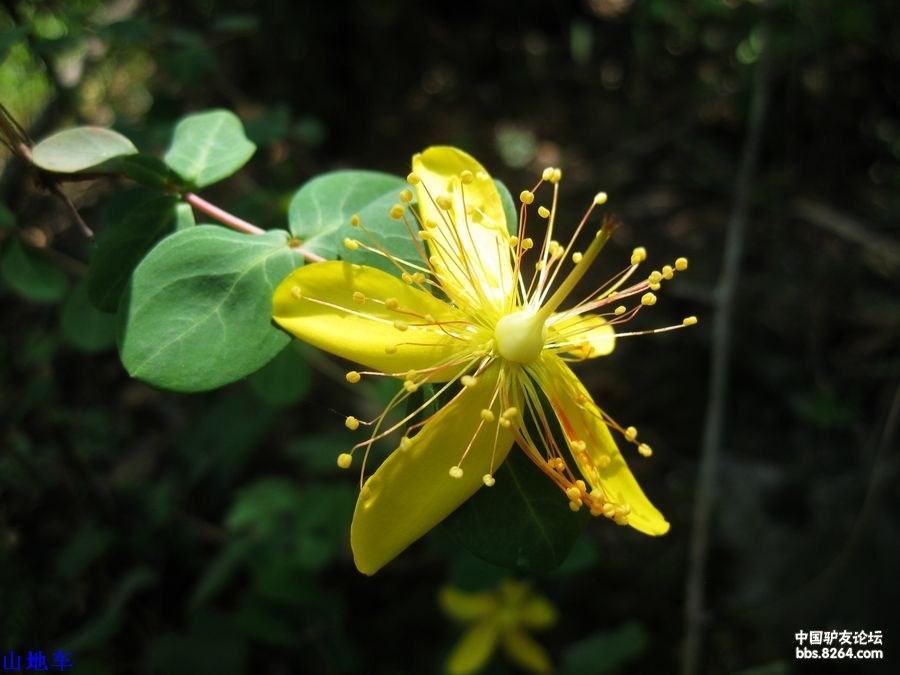 爬山爬的汗直流泡脚喂鱼脚直痒