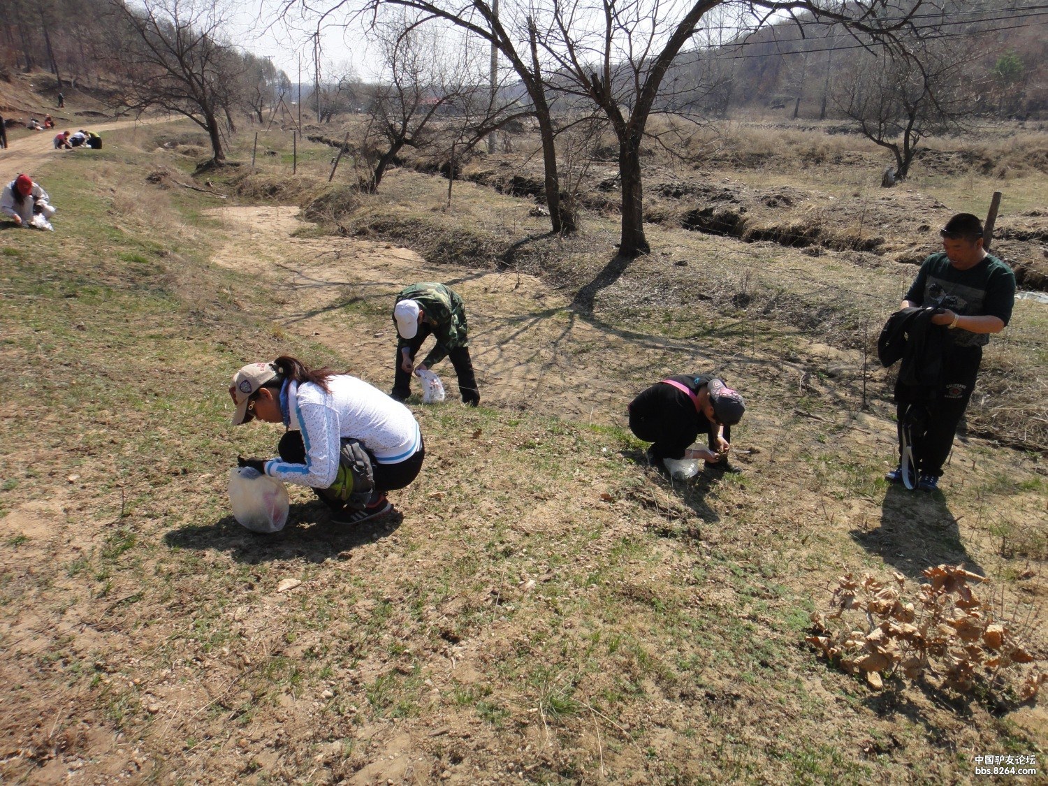 徒步奶牛场挖婆婆丁