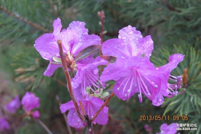 2013年5月11日双鸭山紫云岭赏花及七星峰一日游作业(81-91楼图片)