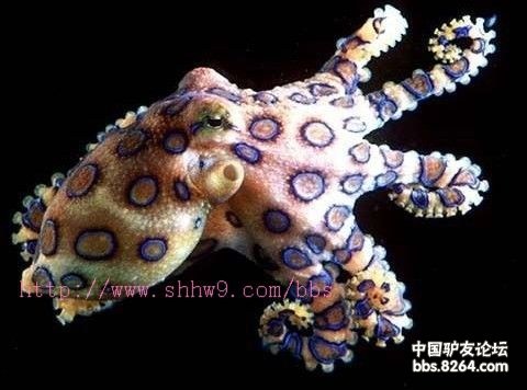 海岛潜水海钓,注意有毒的鱼类(图片)