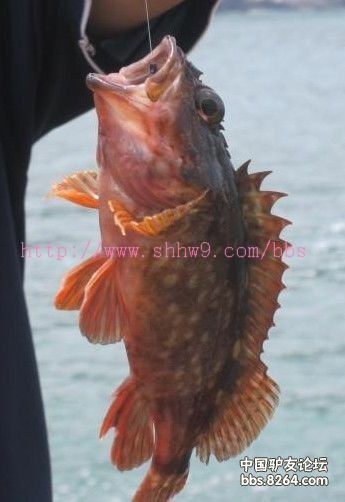 老虎鱼.jpg