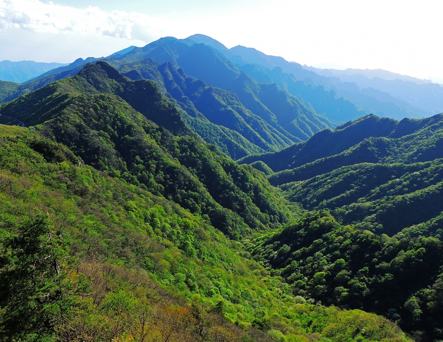 杜鹃花开终南山
