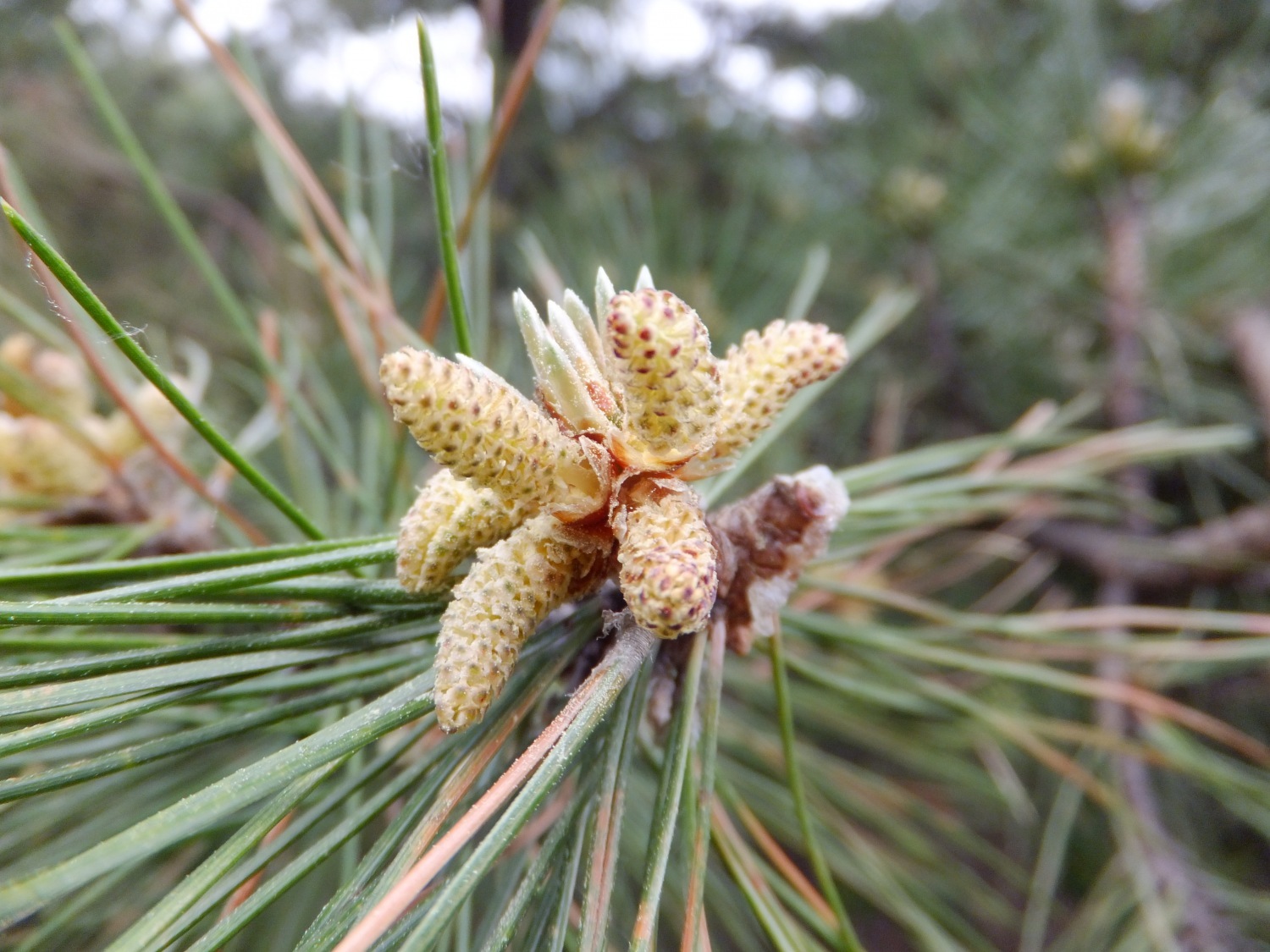 五朵金花,众驴友走大茂山探路穿越大石峪,看铿锵玫瑰.