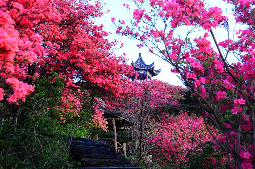 最美麻城红杜鹃--湖北省麻城市龟峰山风景区杜鹃花海拍