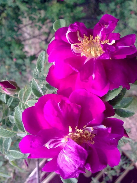 骑行永登苦水看玫瑰