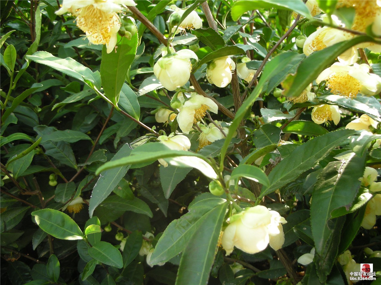茶树开花了,难得一见.