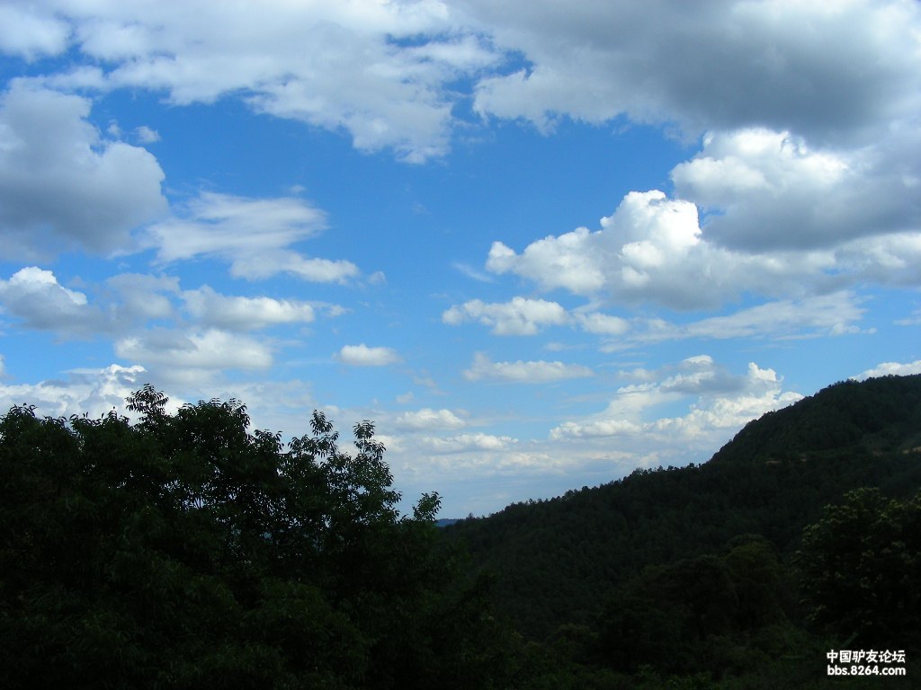 杨家山的青61林 - 第3页 - 四川 - 8264户外