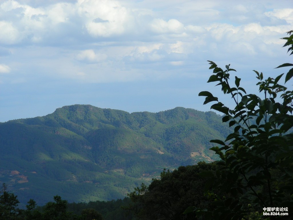 杨家山的青61林 - 第3页 - 四川 - 8264户外