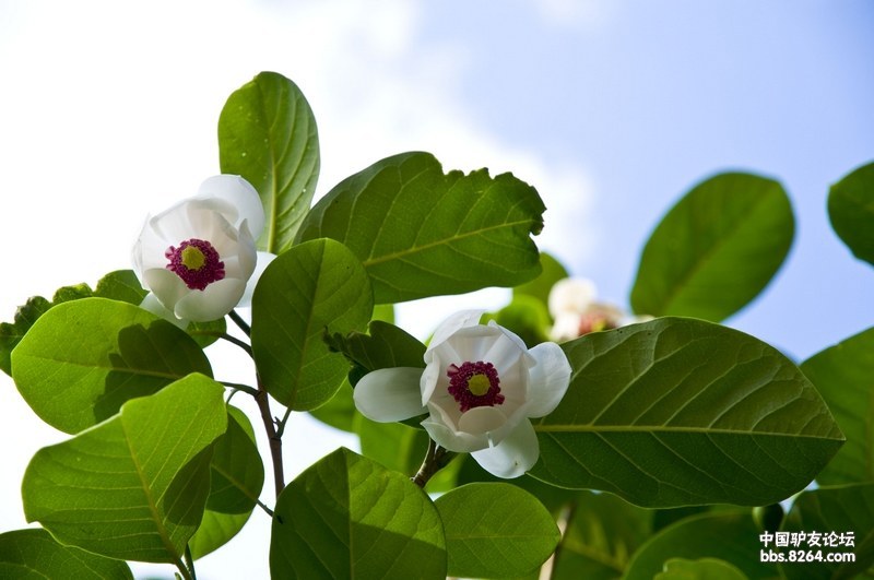 天女木兰东北观花观叶第一名树