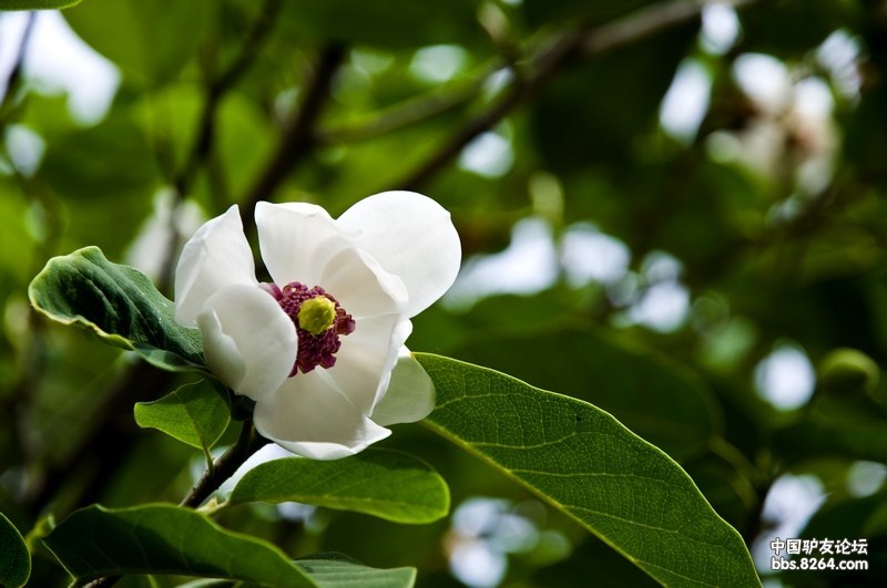 天女木兰东北观花观叶第一名树