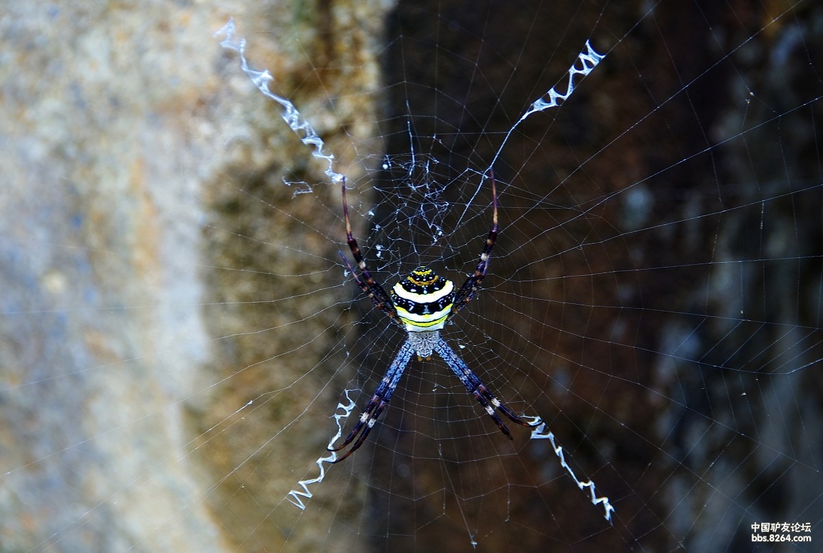 一直蜘蛛在崖壁,认真的写着作业,写来写去只记得niyw,may god英语太难
