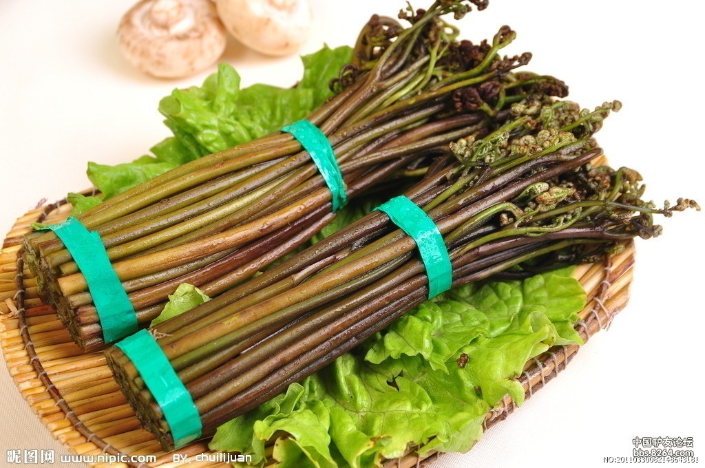 户外生存常见可食用植物(野菜)图谱识别及注意事项