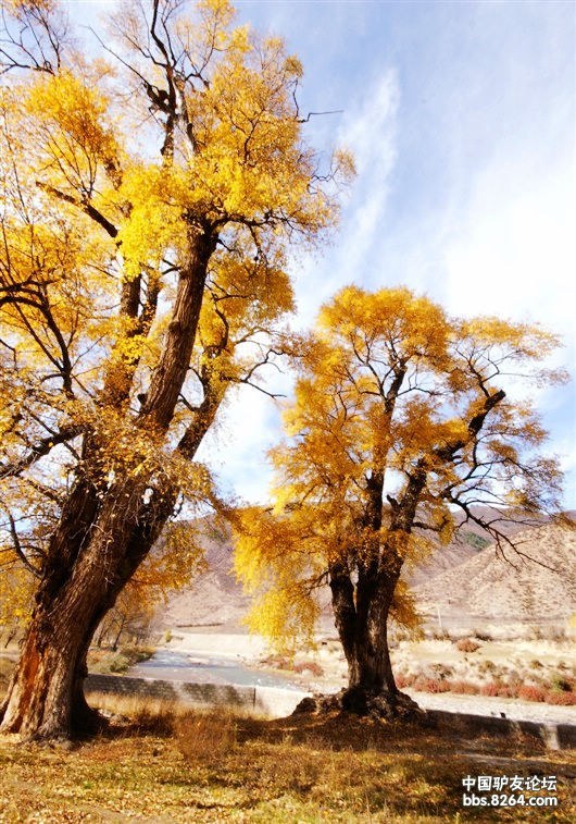 甘南郎木寺藏地青稞青年旅舍8264驴友之家郎木寺回民村
