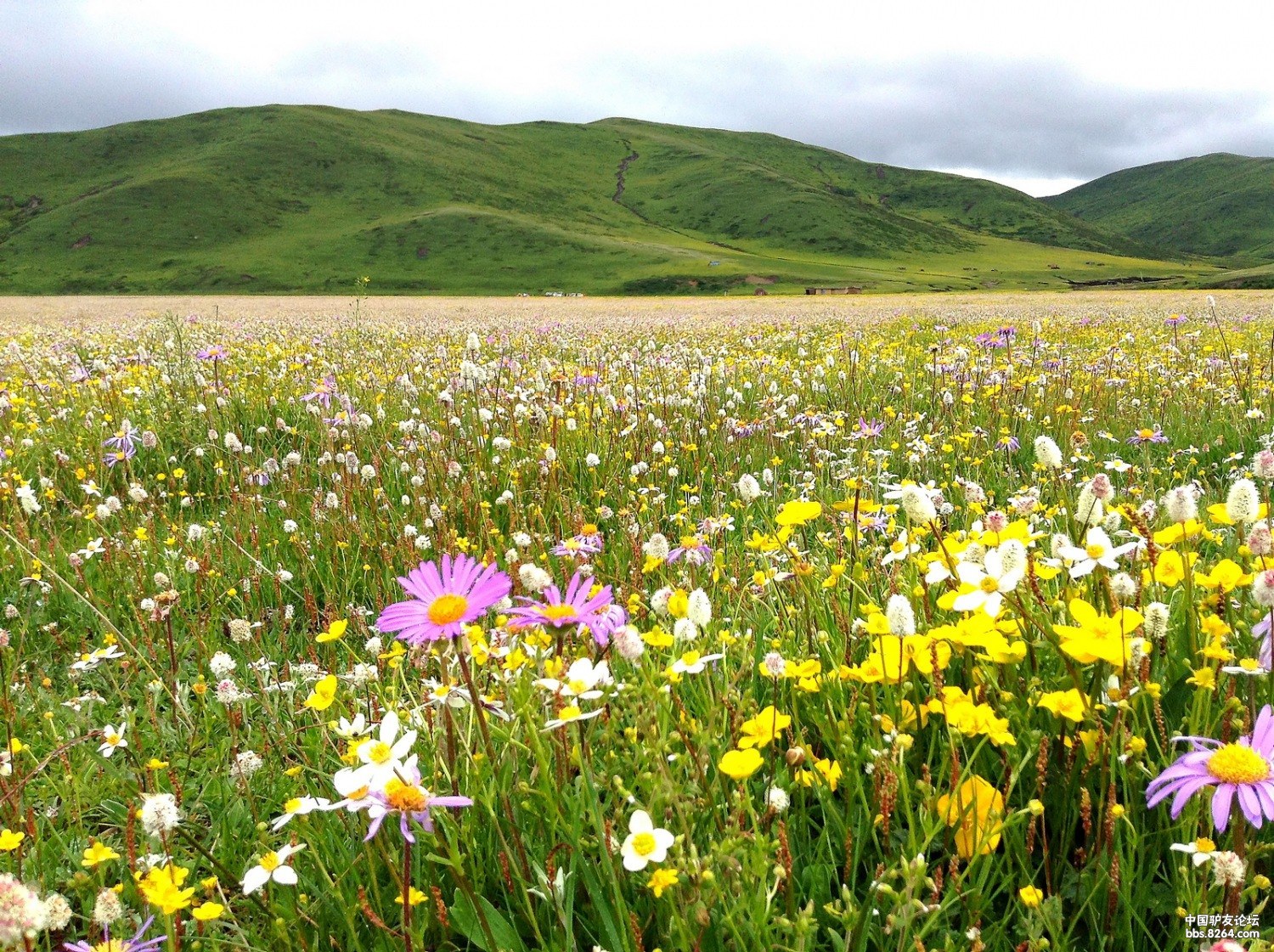 红原花海不经历风雨怎么见彩虹
