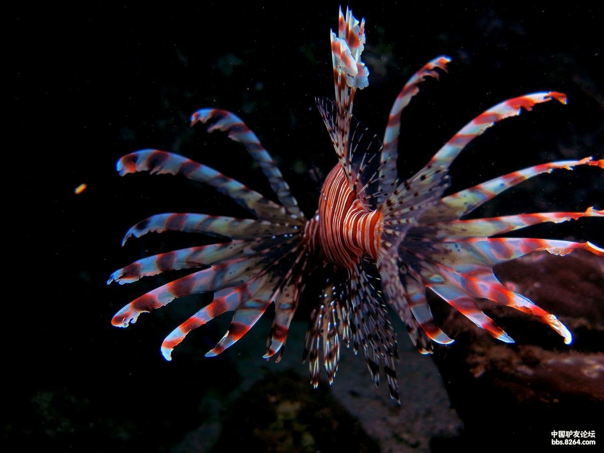 6月30日三亚后海船潜随拍小丑鱼狮子鱼傻瓜鱼和软珊瑚