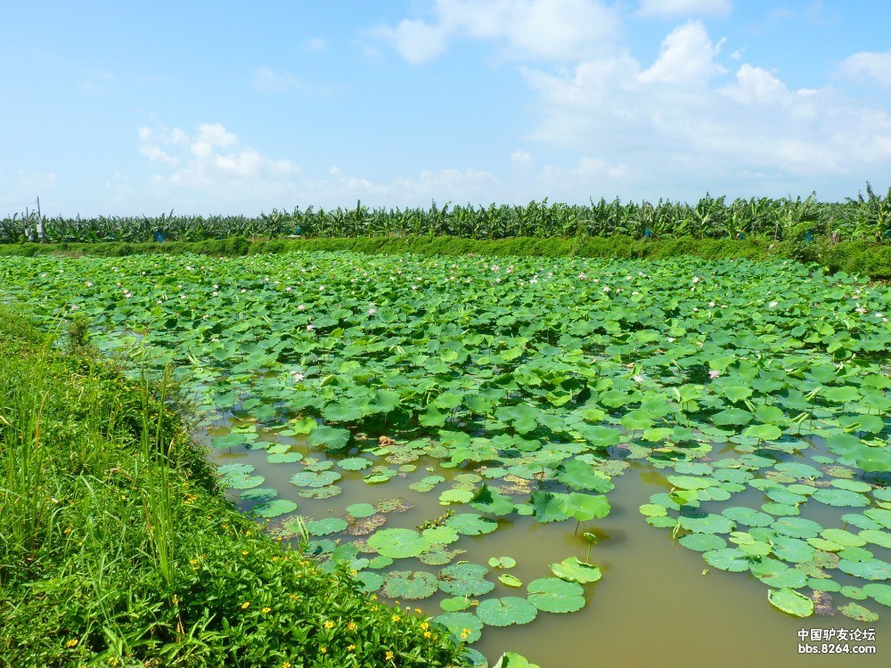 6月30日横门岛荷花世界(作业贴)