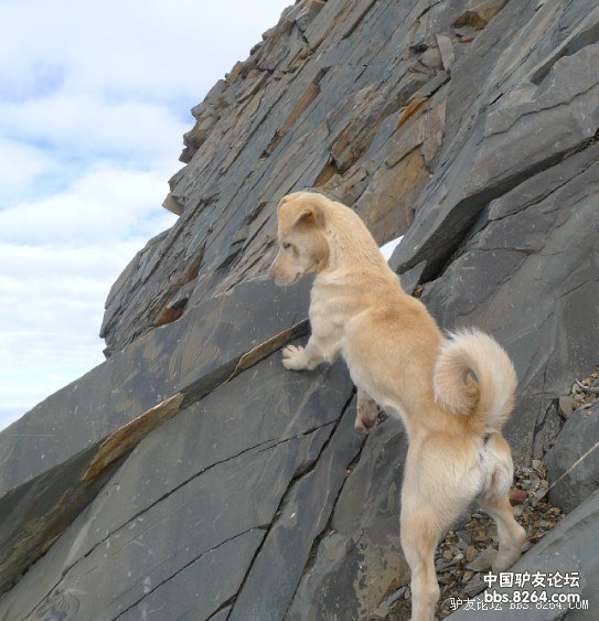 四姑娘雪山之巅高山协作队护卫犬