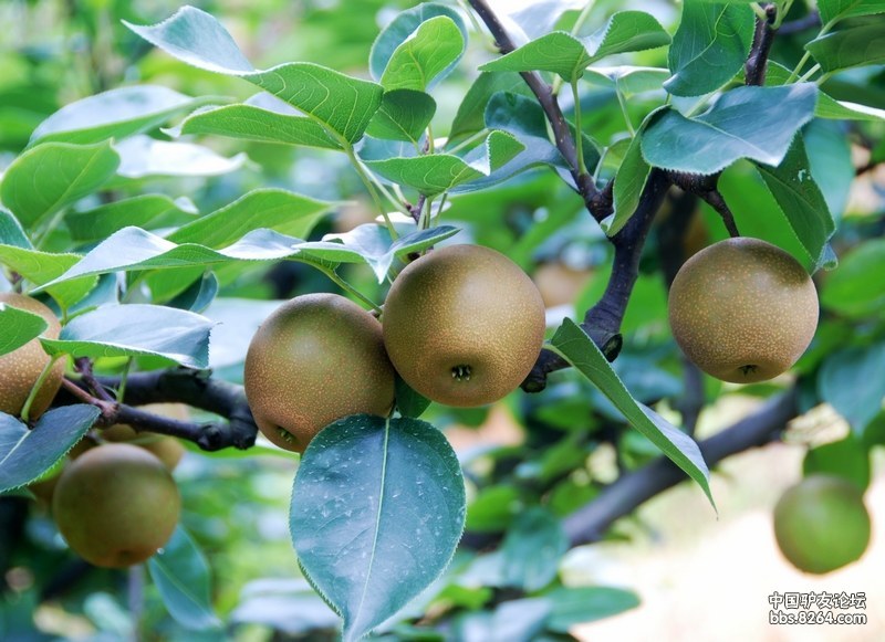 闽江源浪漫七夕户外赏花季--"桃梨"到建宁"花·果·山",寻找"荷花·源