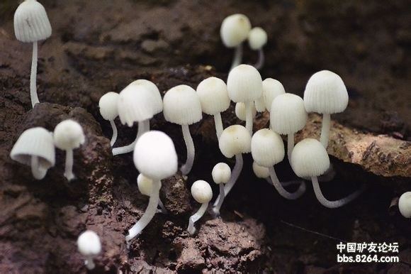 鬼见愁之鬼打伞——剧毒蘑菇随拍