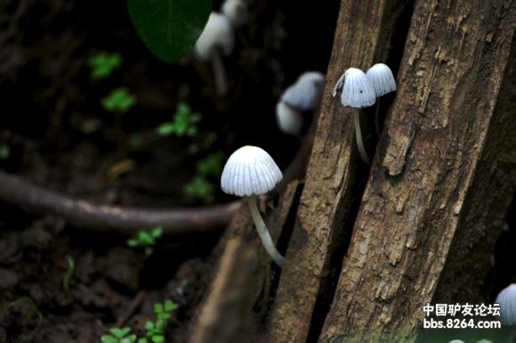 鬼见愁之鬼打伞——剧毒蘑菇随拍