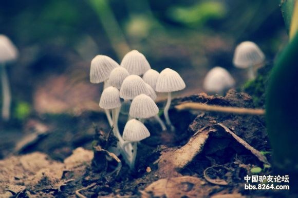 鬼见愁之鬼打伞剧毒蘑菇随拍