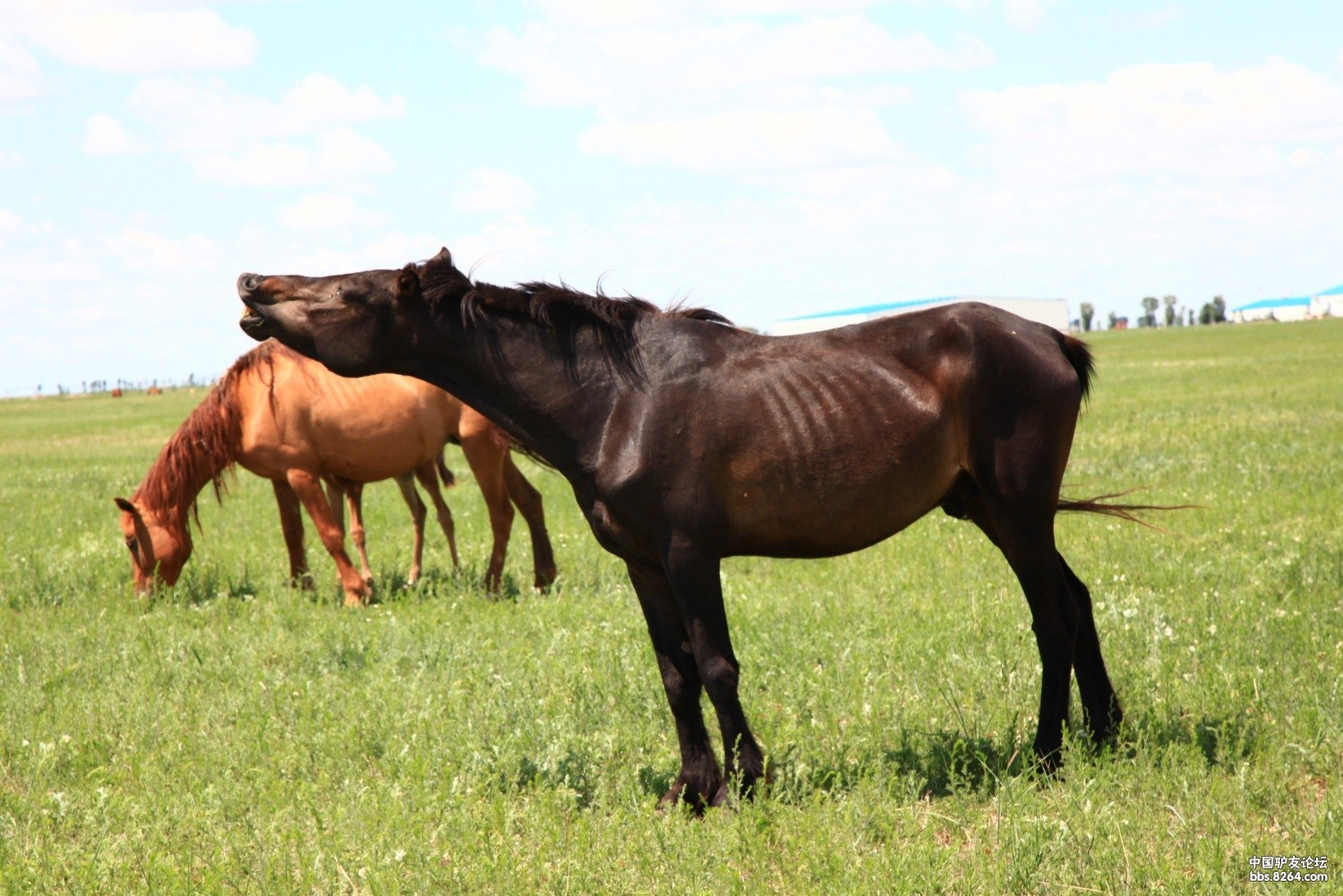 科尔沁之行2013610612号