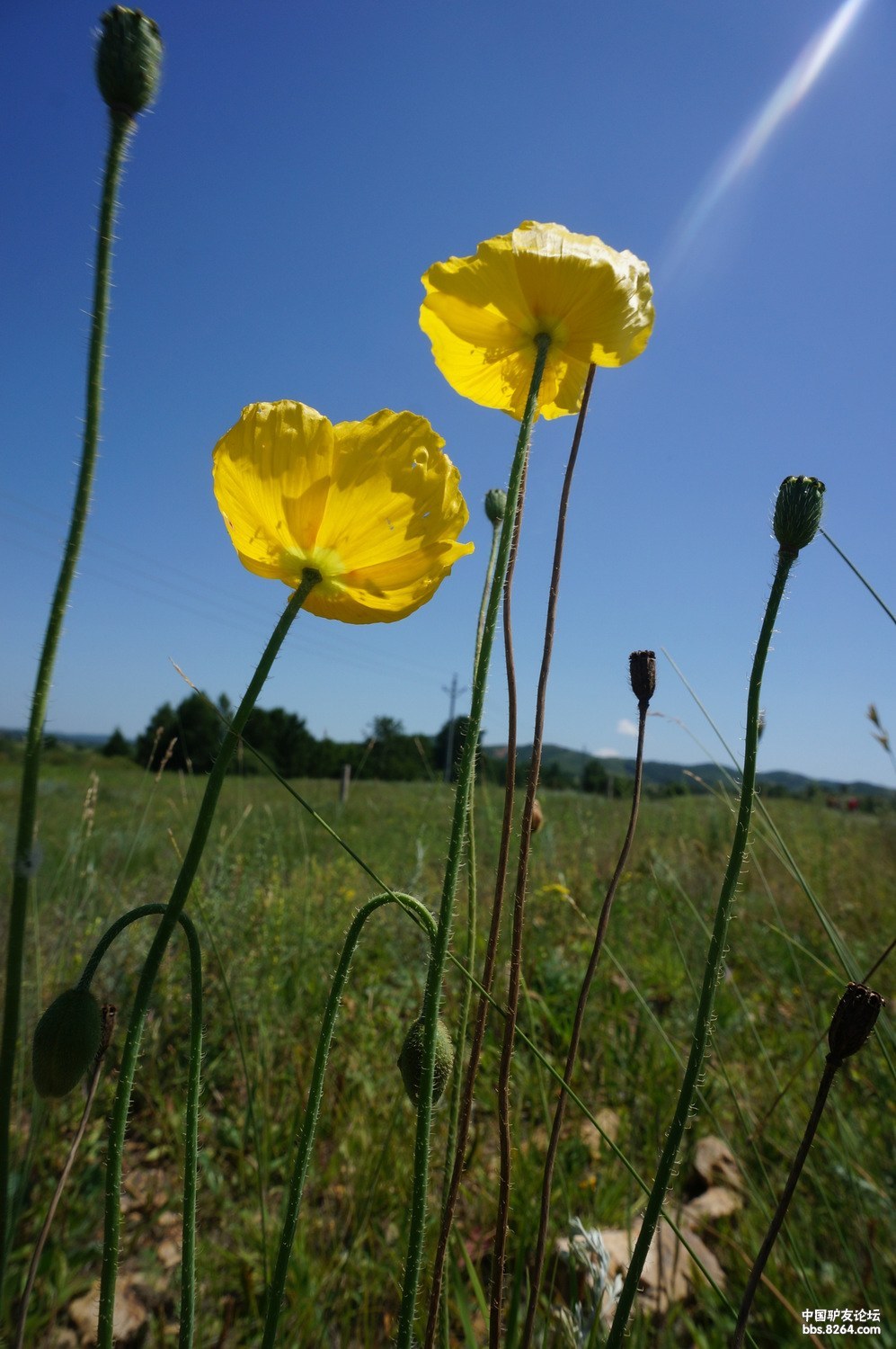 山海精御道口森林草原草艳绿花清香爱飞扬