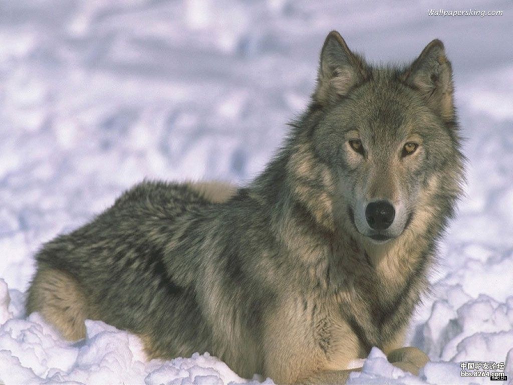 锵锵户外行 第二十五议 行走户外遇到野兽怎么办?