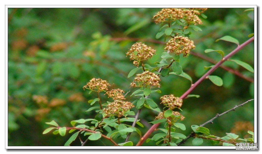 四川阿坝州黄龙景区