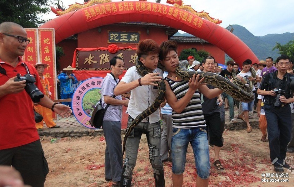 13年七夕老家南平樟湖镇蛇文化节与蛇共舞