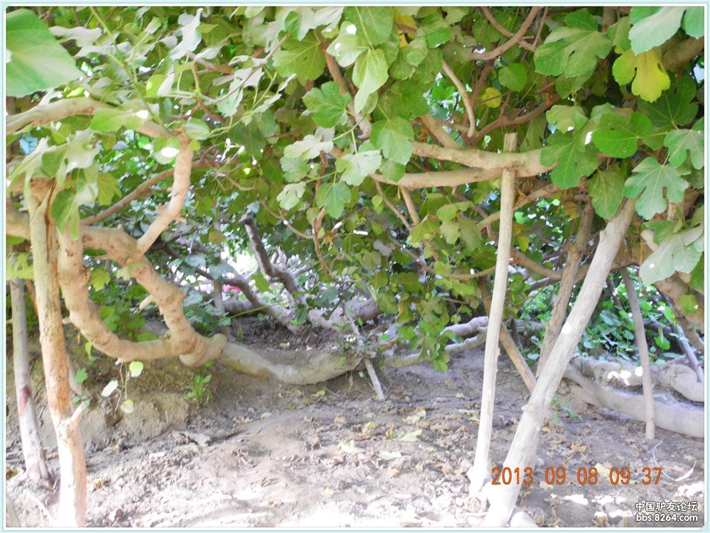 今天终于一睹神树的风采--和田三棵树之无花果王树