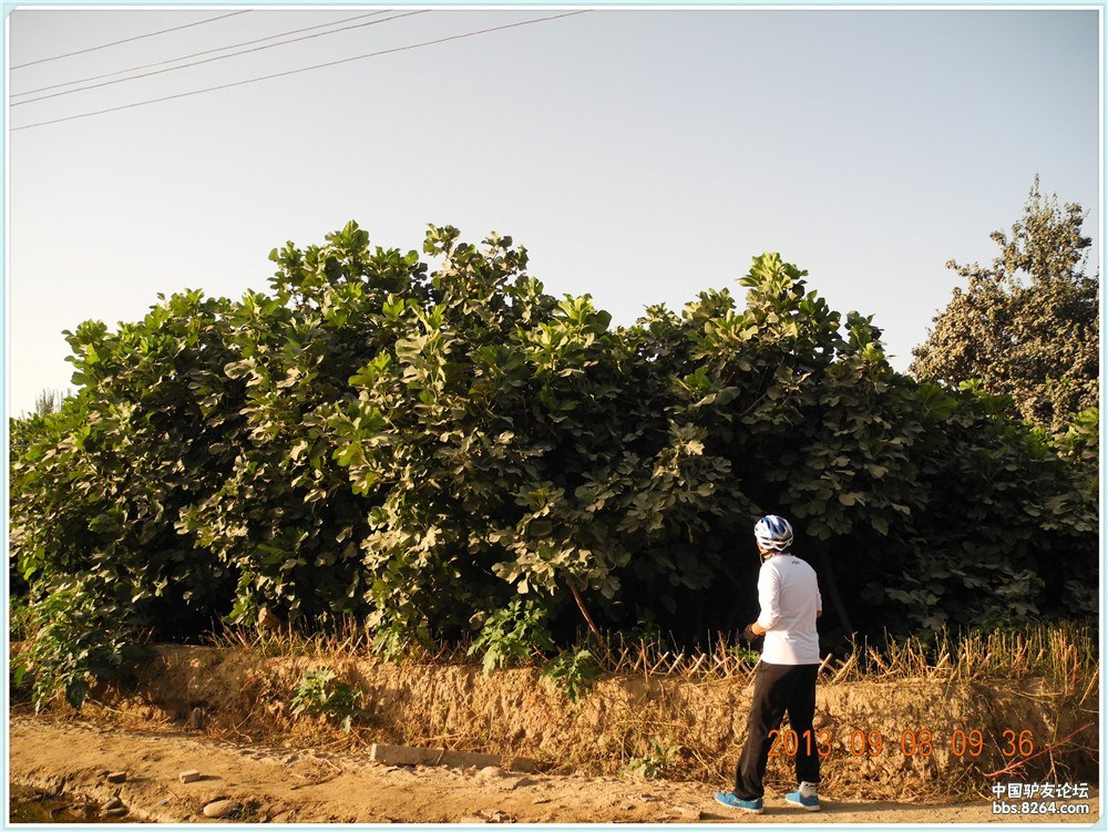 今天终于一睹神树的风采--和田三棵树之无花果王树