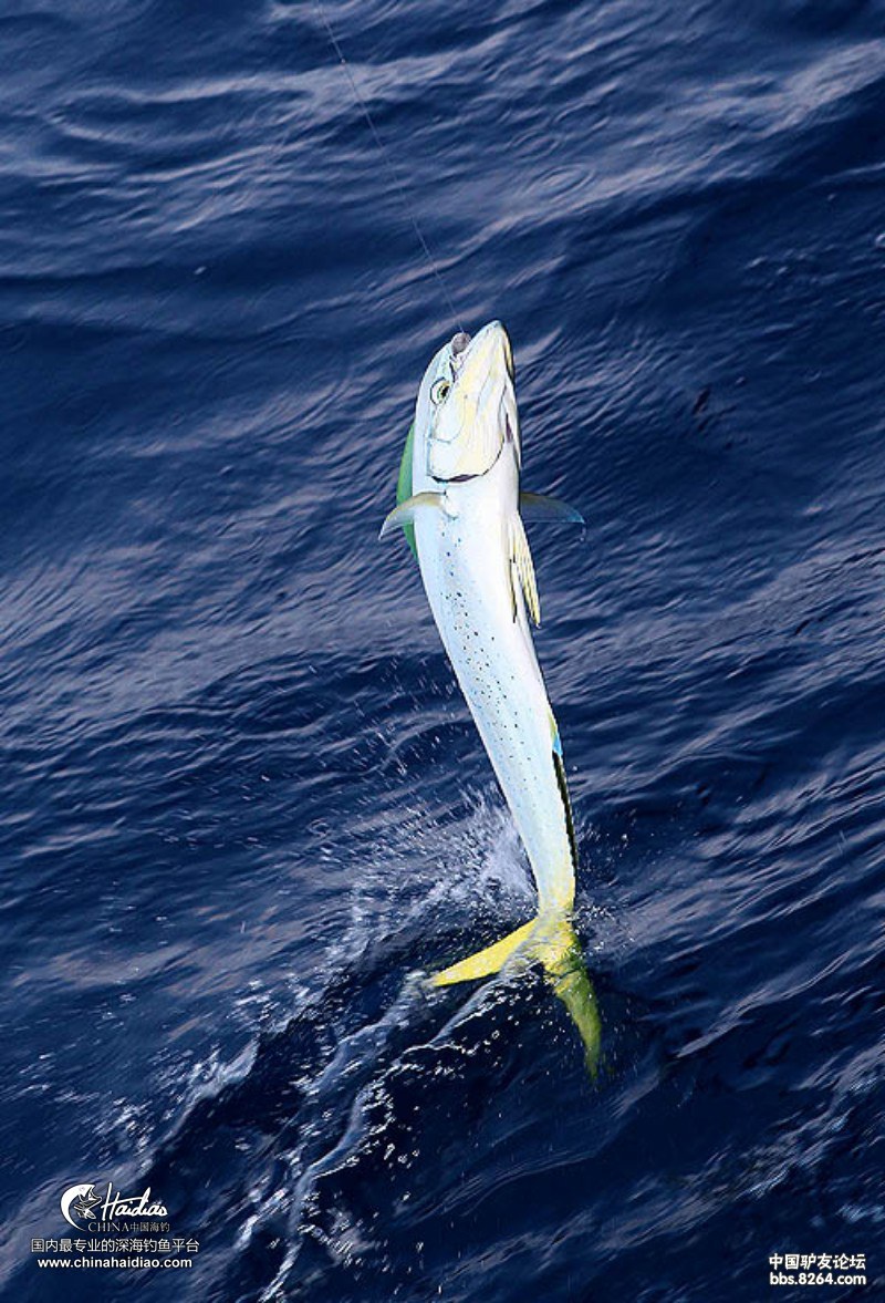 海豹号南油海钓精彩中鱼瞬间