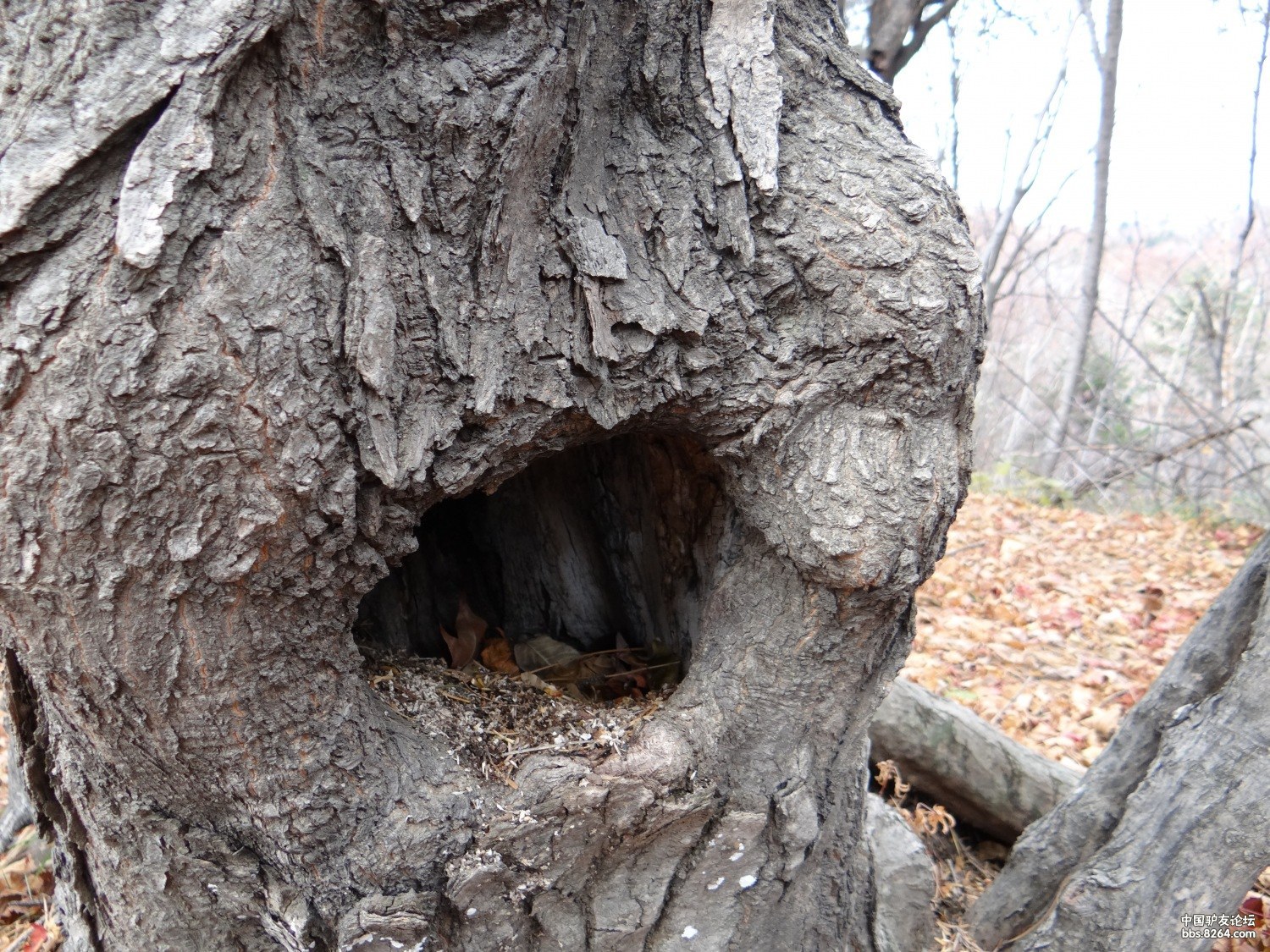 最年轻的户外群棒棒糖户外重阳登高老秃顶