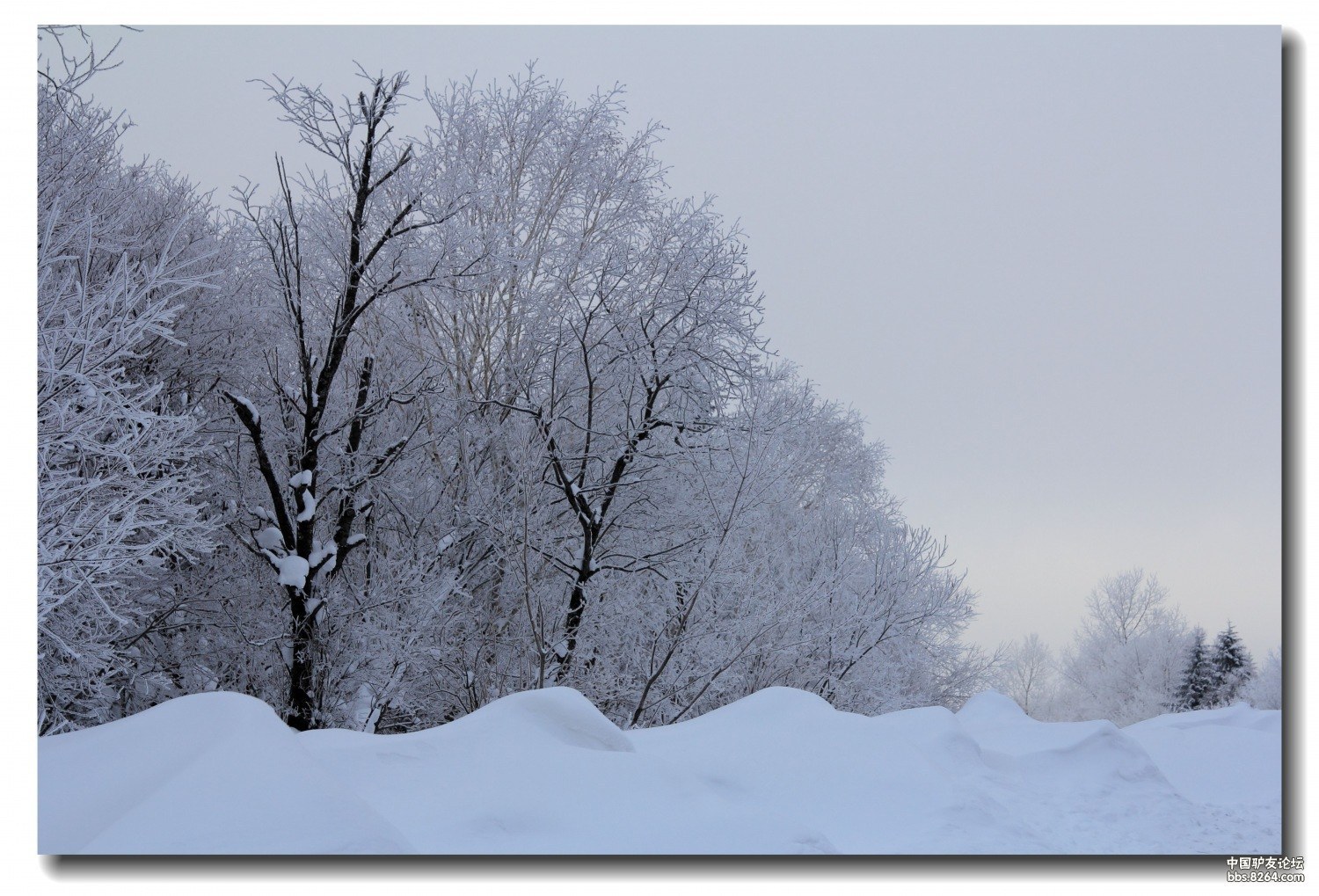 飞雪苍茫老爷岭