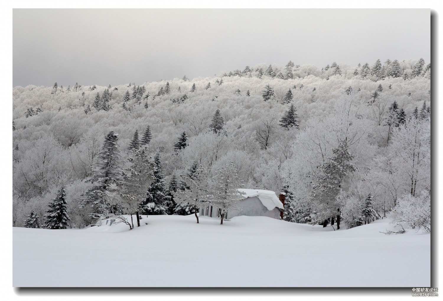 飞雪苍茫老爷岭