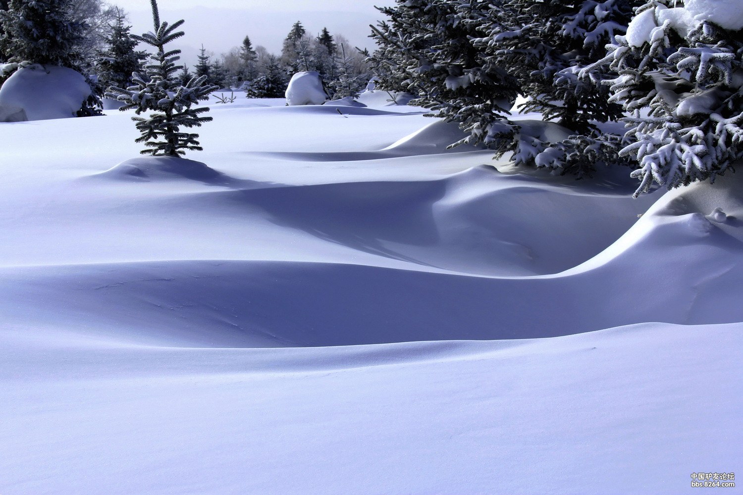 茫茫雪原美丽的精灵在跳跃.