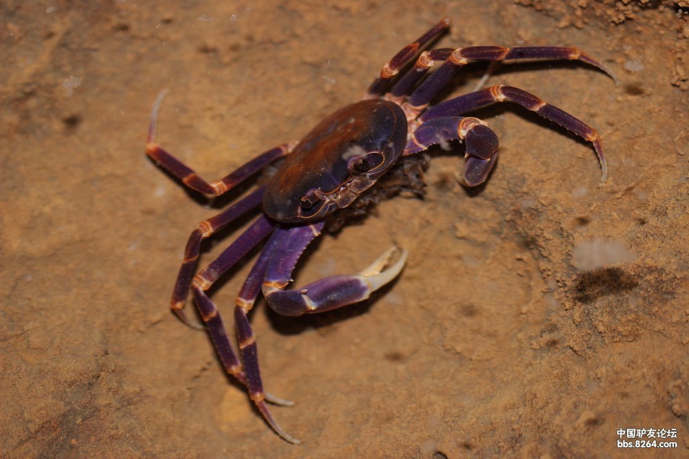 内溪蟹,很漂亮,可是表情却是很囧的样子.
