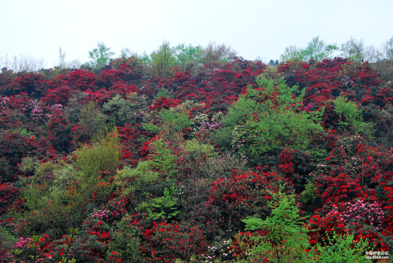 2014中国·贵州百里杜鹃 国际杜鹃花节3月16日启幕