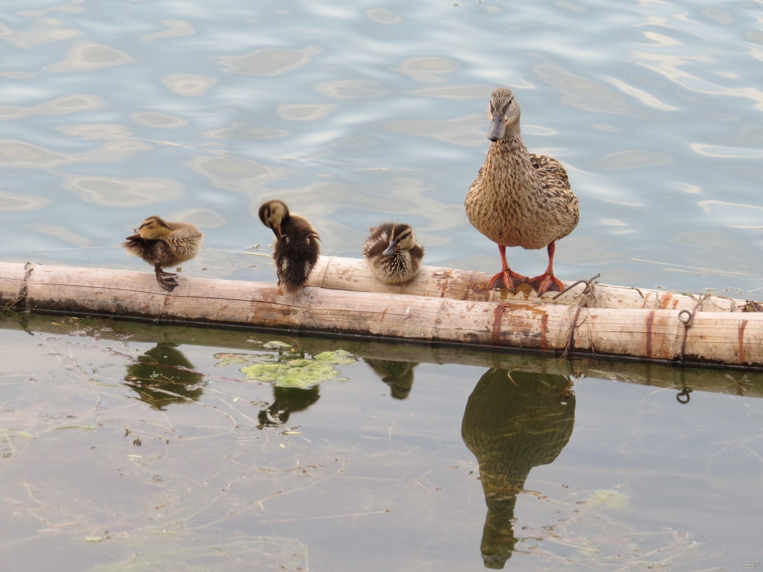 都市里的野鸭子