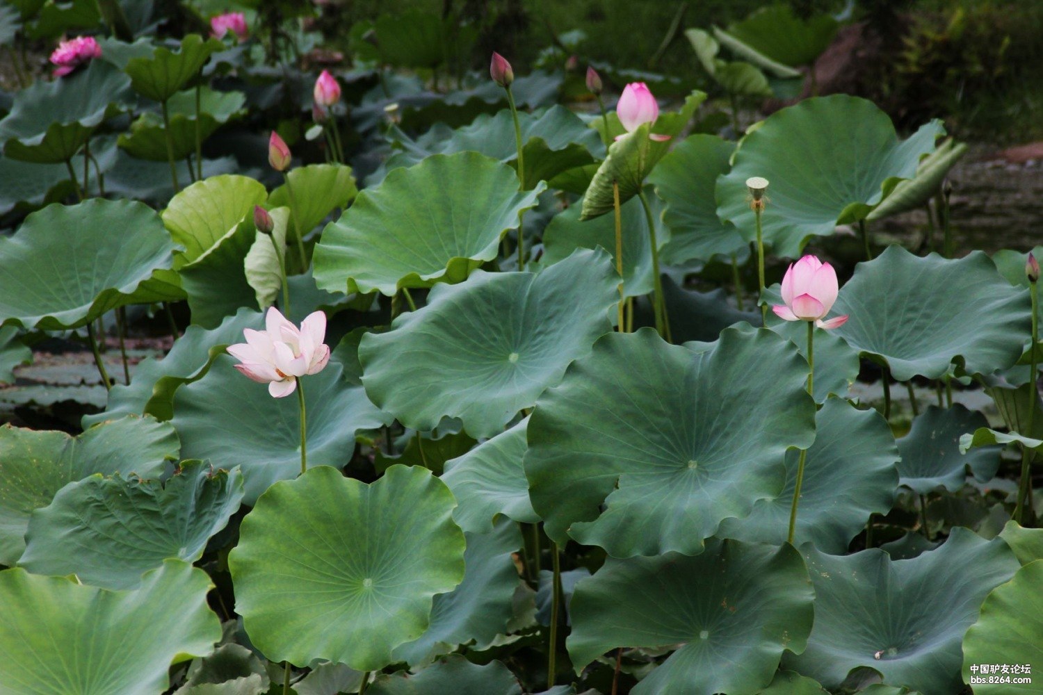 荷花又名莲花,水芙蓉等,属睡莲目,莲科多年生水生草本花卉.