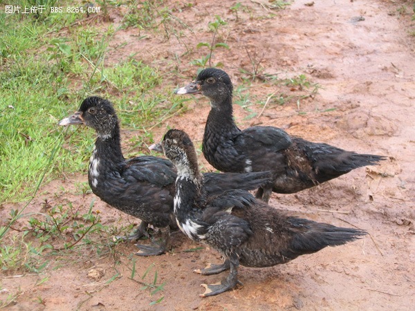 国庆假期云南普洱红河美食游照片之六―――云南旱鸭