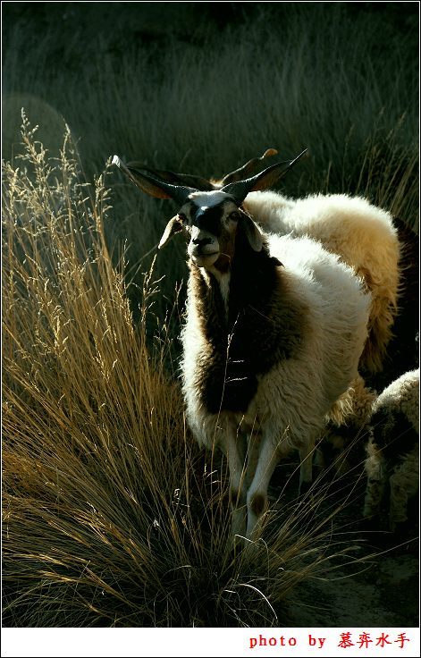 风中的承诺藏区的汉代古城八角城