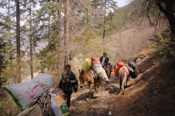 上山路中偶遇的马帮,每个人都很热情的招呼"扎西德勒"